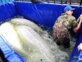白鲸在线观看,探寻海洋巨兽的传奇故事